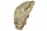 Woolly Mammoth Molar - Nice Roots #232730-4